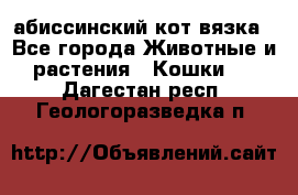 абиссинский кот вязка - Все города Животные и растения » Кошки   . Дагестан респ.,Геологоразведка п.